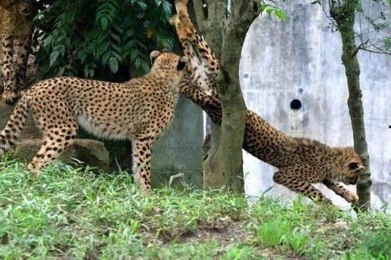 猎豹队吃瓜视频,揭秘战队幕后趣事