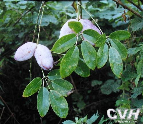 牛姆瓜吃哪里,探寻其美味可口的食用部位