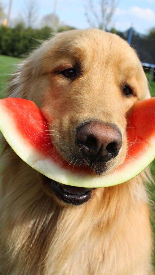 吃瓜玉桂狗,揭秘网络红人的魅力与争议