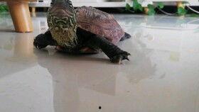 龟男吃瓜,揭秘娱乐圈的幕后故事