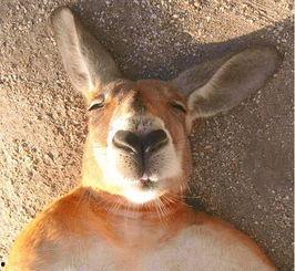 吃藤瓜的袋鼠,藤瓜的诱惑之旅