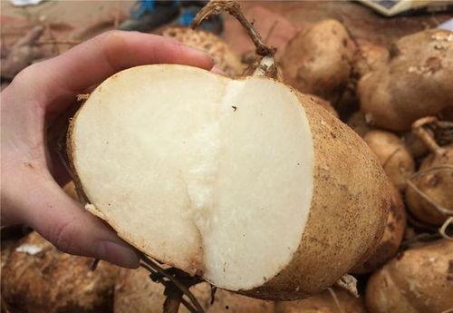 吃土瓜过后,一场味蕾与自然的邂逅