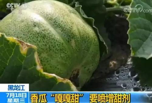 喷瓜 可以吃吗,揭秘这种奇特水果的食用之谜