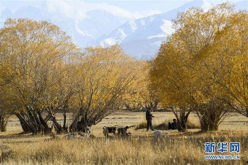 塞尔维亚秋意正浓吃瓜