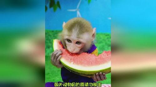 吃瓜小猴子,揭秘娱乐圈背后的那些事儿