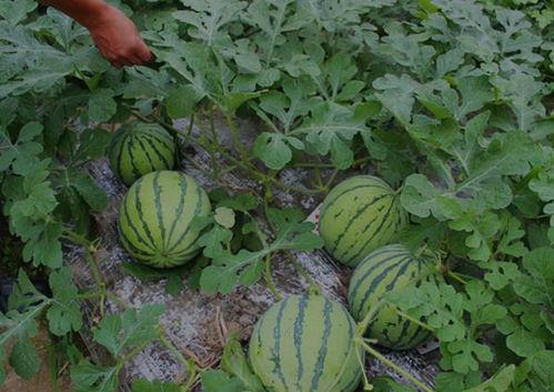 吃瓜视频山西怀仁,吃瓜群众聚焦的神秘之地