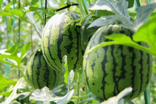 汾阳吃瓜群众免费吃瓜微信,免费吃瓜活动引全民热议