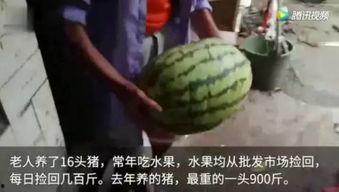 什么网站能看吃瓜视频,畅享海量视频盛宴