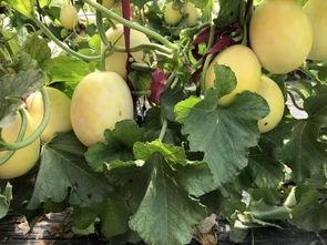 界首的吃瓜啥意思,揭秘民间舆论场中的趣味与智慧