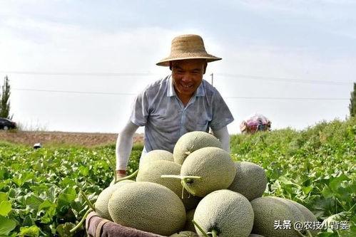 吃瓜产生的原因,探究背后成因与心理效应