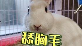 抖音网红吃瓜狗子